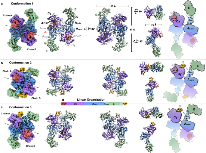 Fig. 1: Overall architecture of the dimeric PchE protein.