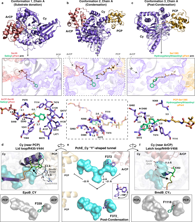 Fig. 2: Substrate donation, condensation and PCP post-condensation conformations adopted by the Cy domain.
