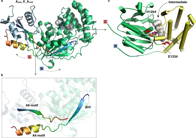 Fig. 4: Inserted epimerase domain.