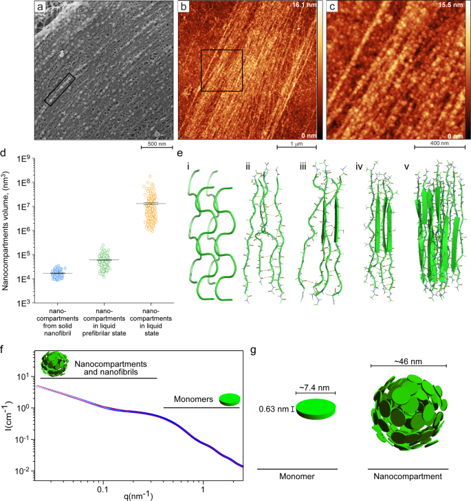 Fig. 4: The mechanism underlying the silk protein structural transitions.