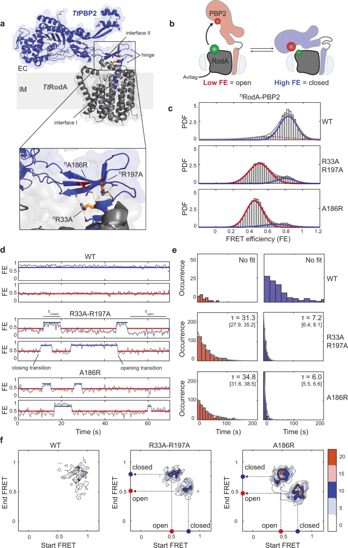 Fig. 1: smFRET analysis of TtRodA-PBP2WT and dynamic mutants.