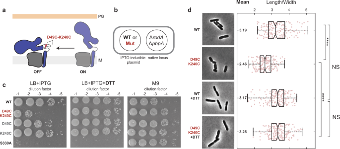 Fig. 5: EcRodA-PBP2 structural dynamics are critical for Rod complex function in vivo.
