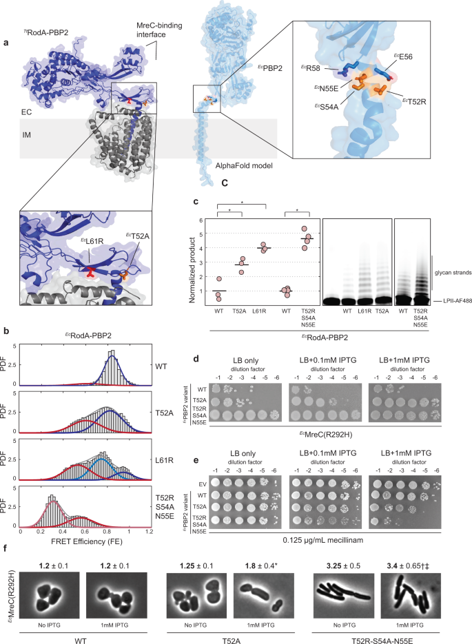 Fig. 6: Mutants that induce structural opening suppress viability and shape defects of EcMreCR292H.