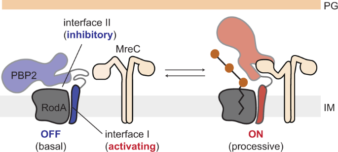 Fig. 7: Structural dynamics of PBP2 regulate PG synthesis.