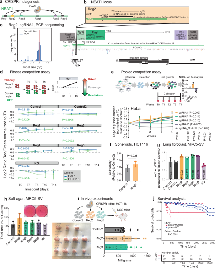 Fig. 5: Mutations in NEAT1 promote cell fitness and correlate with survival.
