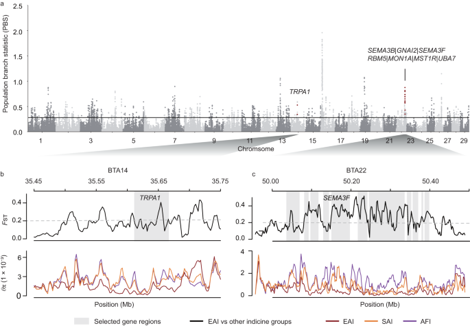 Fig. 3: Selective sweeps within East Asian indicine cattle.