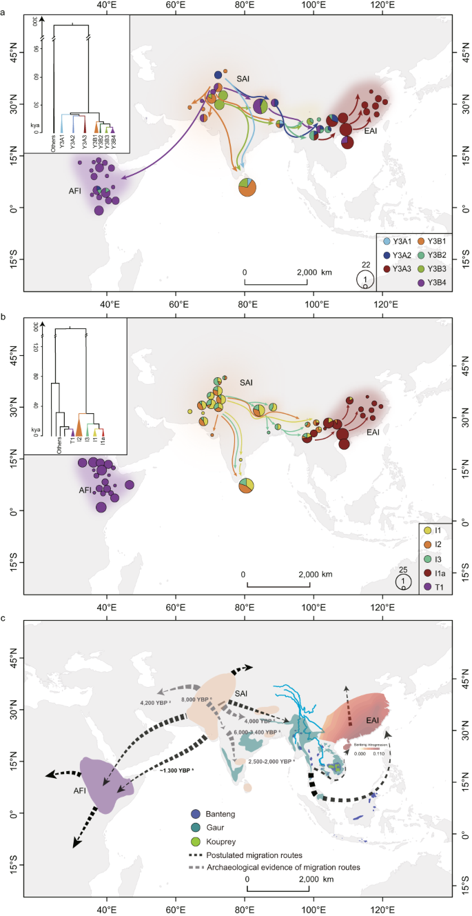 Fig. 5: The postulated global dispersal routes of indicine cattle.