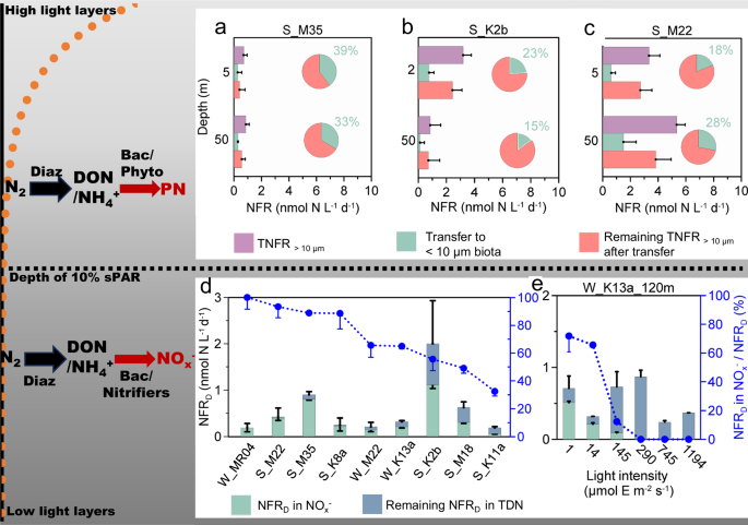 Fig. 3: The transfer pathways of diazotroph-derived nitrogen (DDN) in the high light layers and low light layers.