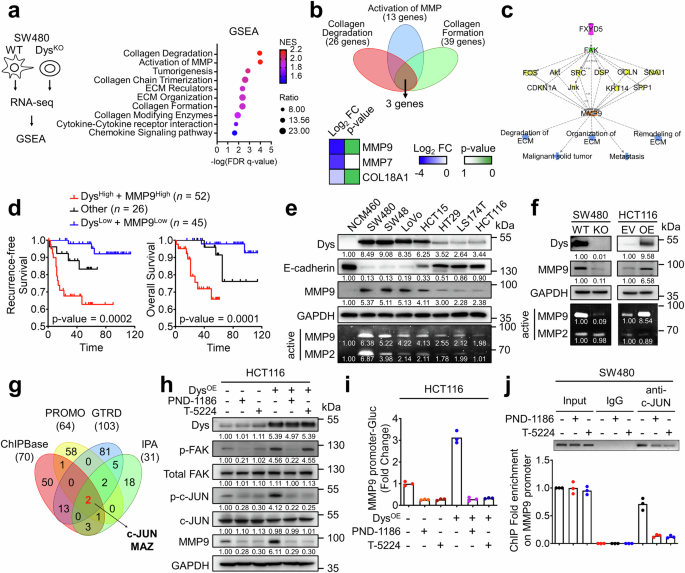 Fig. 2: Dysadherin enhances MMP9 expression via the FAK/c-JUN axis.