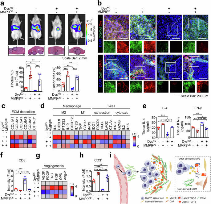 Fig. 5: The dysadherin/MMP9 axis facilitates metastasis potential by shaping the protumor microenvironment.