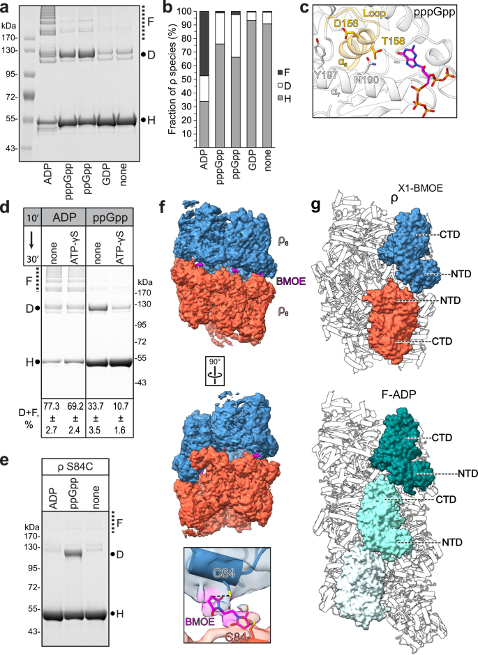 Fig. 5: (p)ppGpp promotes reversible ρ hyper-oligomerization.