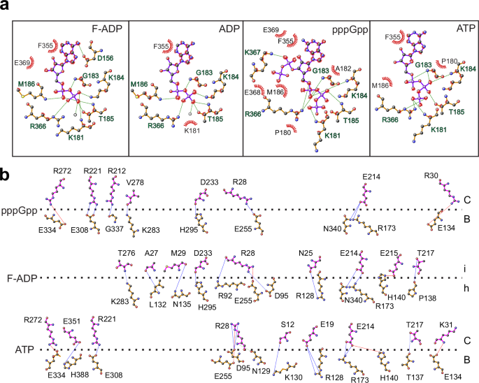 Fig. 6: ADP and (p)ppGpp promote hyper-oligomerization by changing ρ protomer interfaces.