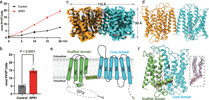 Fig. 1: Functional and structural analysis of XPR1.