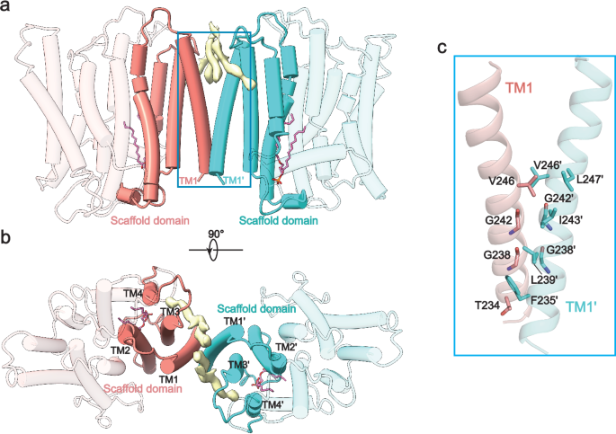 Fig. 2: Scaffold domains mediate the dimerization of XPR1 subunits.