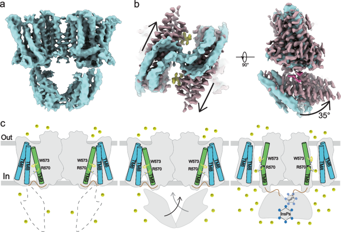 Fig. 5: Transport mechanism of XPR1.