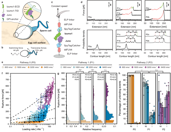 Fig. 1: Constant speed AFM-SMFS of Izumo1:Juno reveals catch bonding and multiple unbinding pathways.
