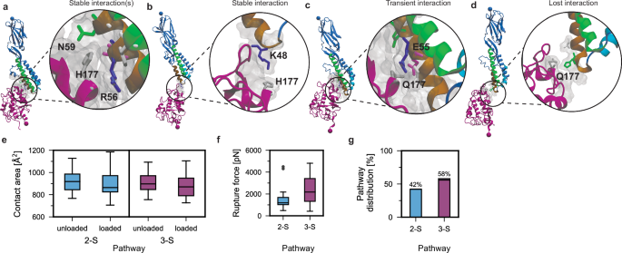 Fig. 4: Juno H177 mediates the force-initiated transition to higher order unbinding pathways in Izumo1:Juno.