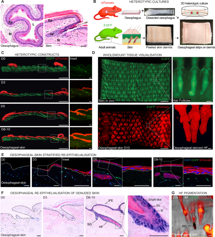 Fig. 1: Oesophageal-dermal 3D heterotypic culture as a model of ectopic niche regeneration.