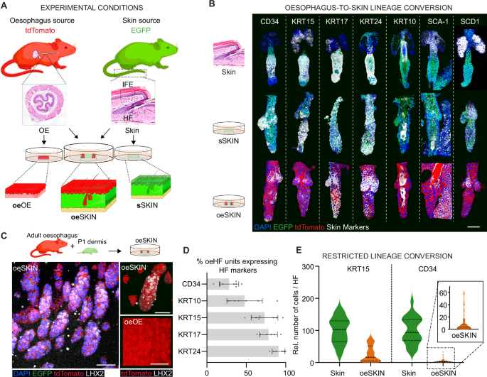 Fig. 2: Oesophageal cells undergo changes in cell identity when exposed to denuded dermal skin in vitro.