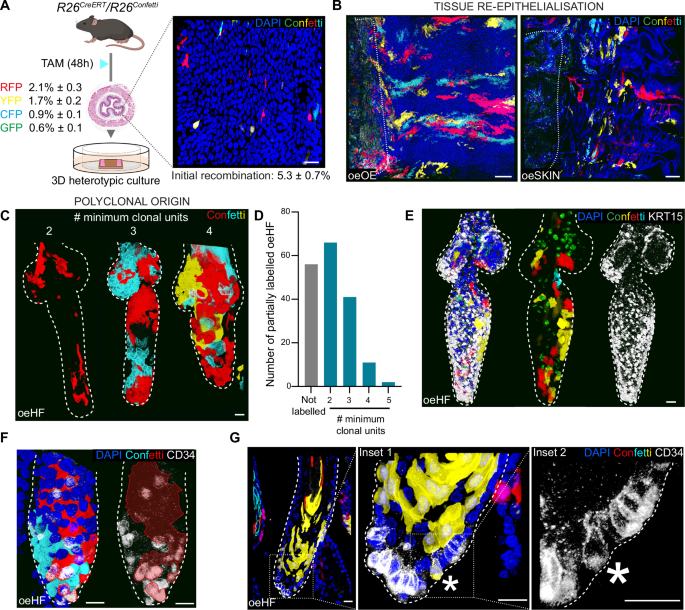 Fig. 3: Oesophageal-to-skin lineage conversion is polyclonal and instructed by skin dermal signals.