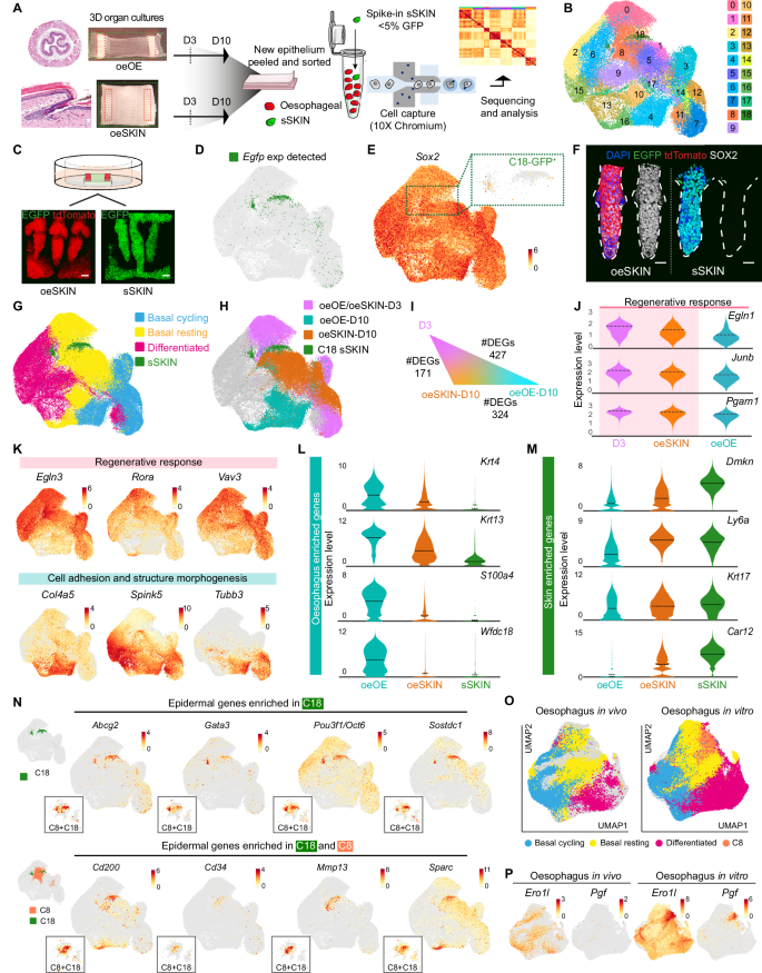 Fig. 4: Single-cell transcriptional analysis reveals a regenerative blockage in oesophageal-derived skin.