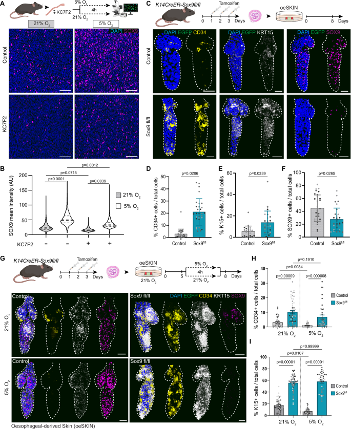 Fig. 6: HIF1a-SOX9 axis poses barriers to oesophageal-to-skin lineage conversion.