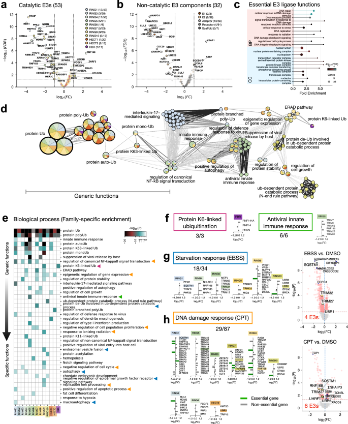 Fig. 4: Functional segregation of the E3 ligome.