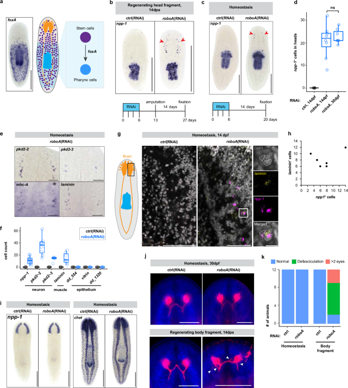 Fig. 1: roboA suppresses formation of EPNs and pharynx muscles in the brain.