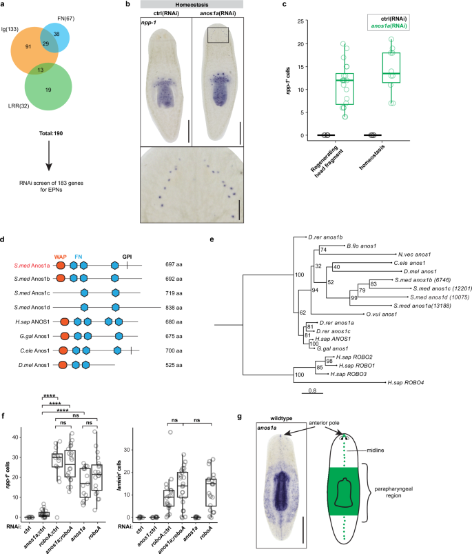 Fig. 3: anos1a knockdown phenocopies roboA knockdown.