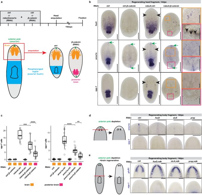 Fig. 4: RoboA and Anos1a act locally in the brain.