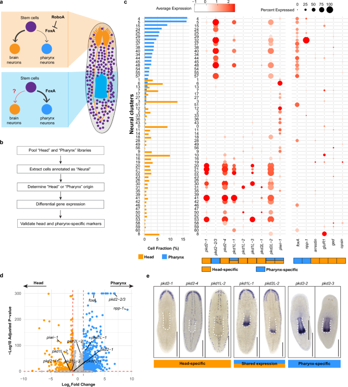Fig. 5: Transcriptomic distinction of pharynx and head neurons.