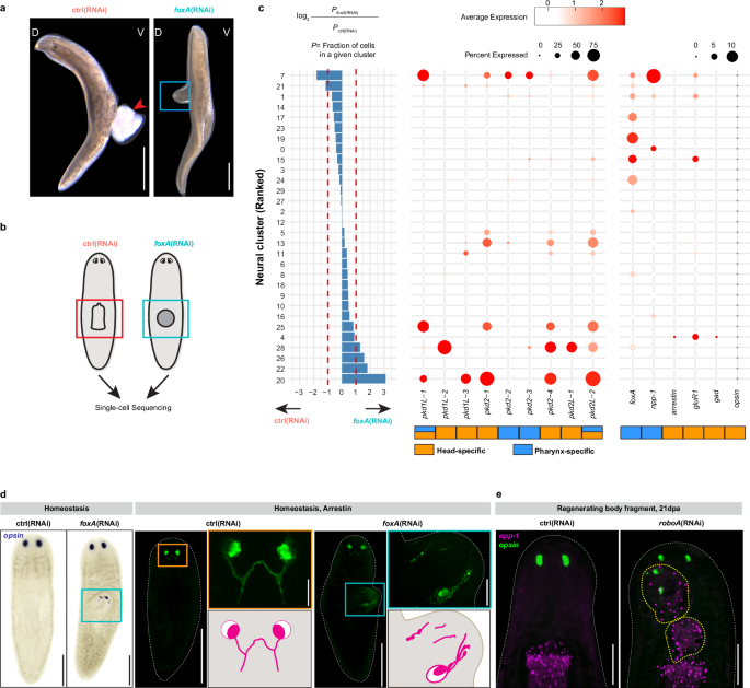 Fig. 6: foxA dictates a fate switch between pharynx and brain neurons.