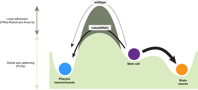 Fig. 7: Model for stem cell plasticity modulated by RoboA and Anos1a in the brain.