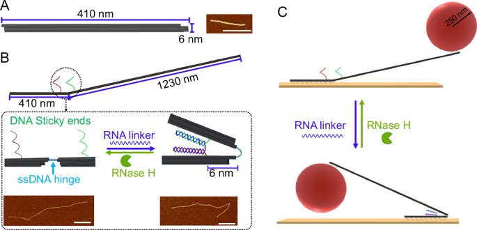 Fig. 1: Design and working principle of the RNA-fueled DNA origami engine.