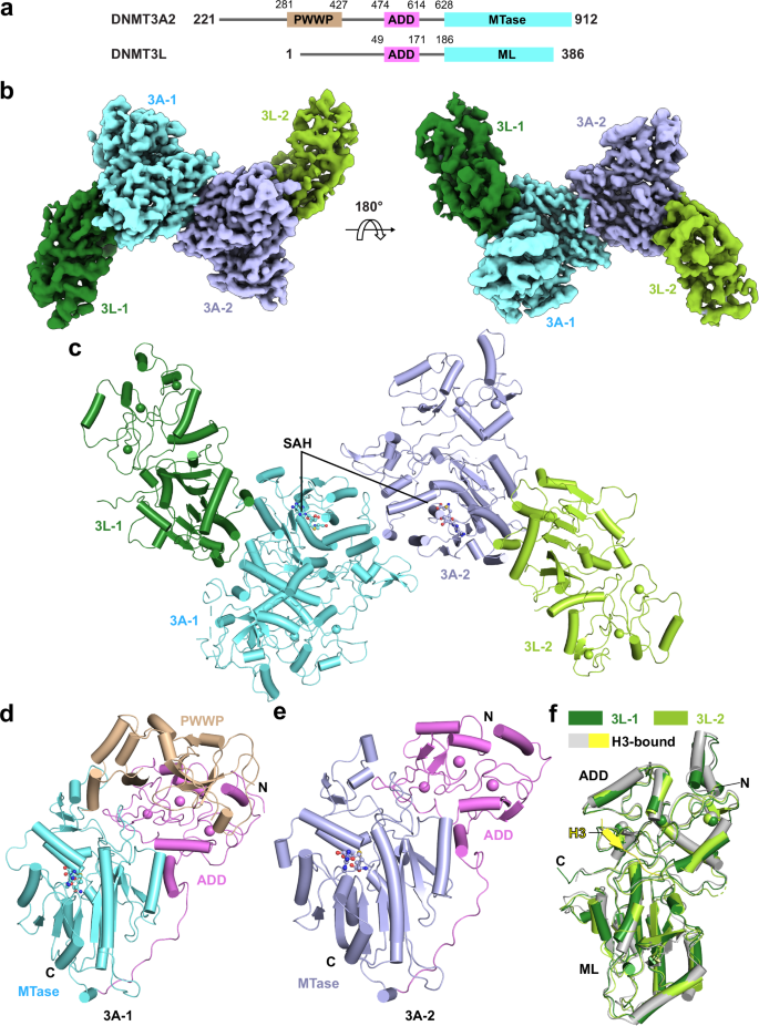 Fig. 1: Cryo-EM structure of the DNMT3A2-DNMT3L complex.