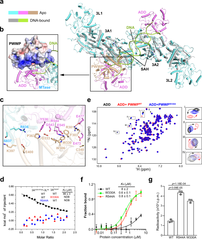 Fig. 2: Structural and biochemical analysis of the DNMT3A PWWP domain-mediated autoinhibition.
