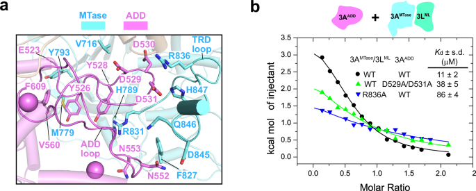 Fig. 3: Structural analysis of the autoinhibitory ADD-TRD interaction.