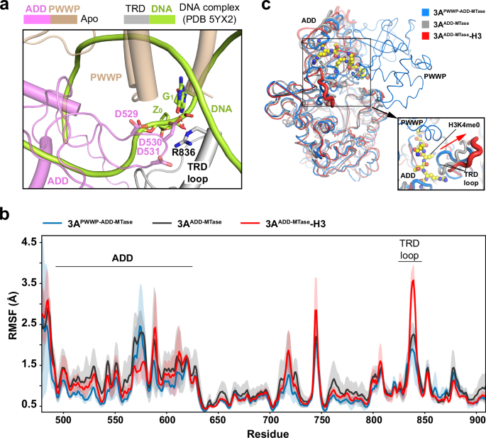 Fig. 5: MD simulation analysis of the mechanism of DNMT3A activation.