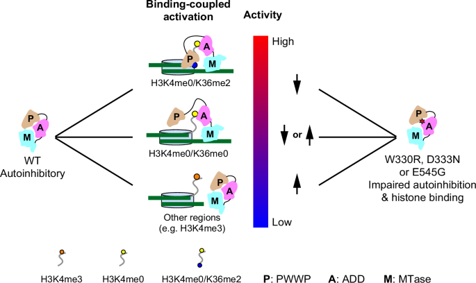 Fig. 7: A model for the functional regulation of DNMT3A.
