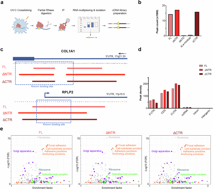 Fig. 2: The La-module is essential for the RNA-binding activity of LARP6 in living cells.