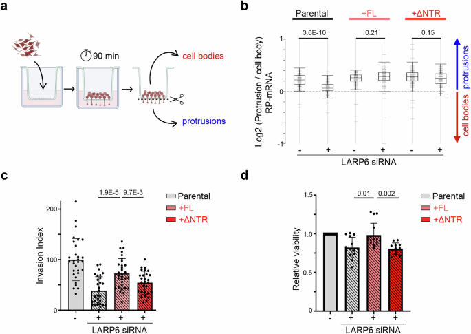 Fig. 7: LARP6 NTR is dispensable for RNA localisation, but critical for regulation of cancer cell viability and invasion.