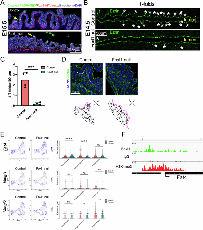 Fig. 5: Foxl1 is required for full activation of the planar cell polarity gene Fat4 in small intestinal telocyte progenitors.