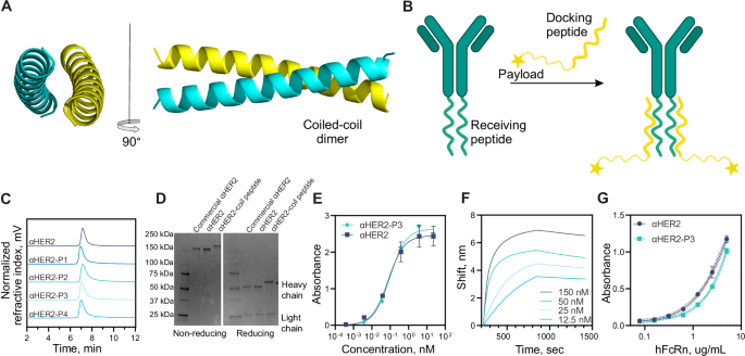Fig. 1: Antibody-receiving peptide characterization.