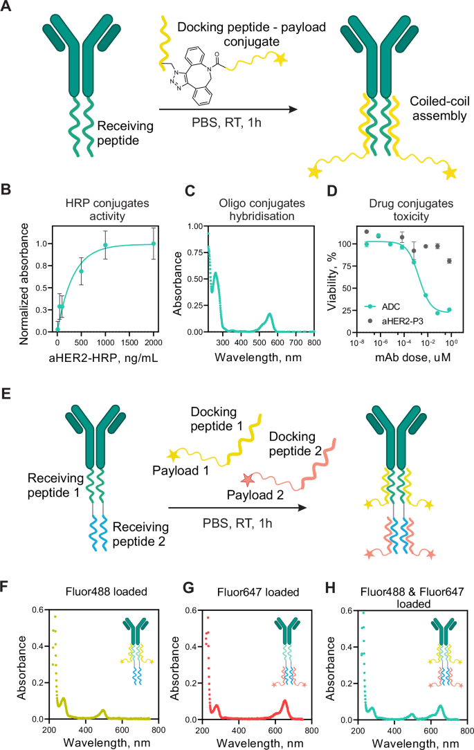 Fig. 3: Coiled-coil mediated assembly of antibody-payload conjugates.