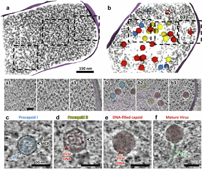 Fig. 1: Analysis of SPP1-induced intra-bacterial reorganization and compartmentalization of viral processes observed in cellula.