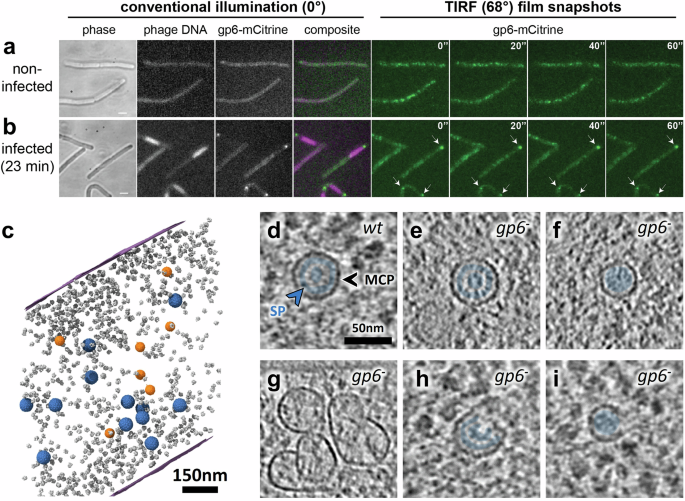 Fig. 3: Localization of the SPP1 portal protein inside the bacterial cell and its role in membrane-associated assembly of procapsid precursors.