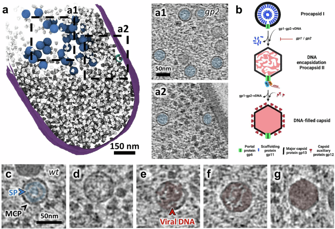 Fig. 4: Viral DNA packaging and capsid expansion mediate the transition from procapsid I to procapsid II in the vDNA compartment.