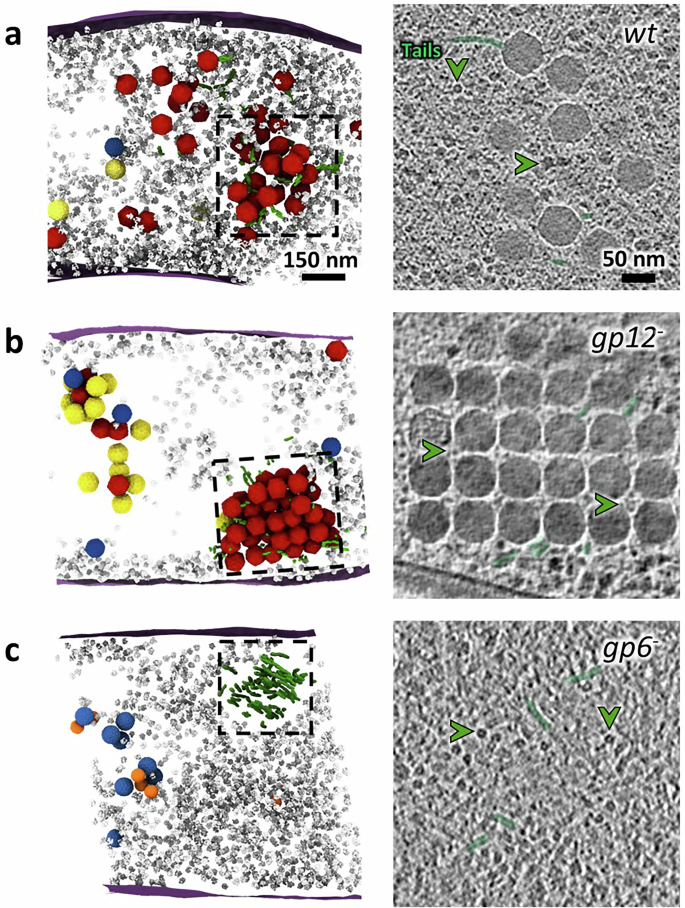 Fig. 5: Clustering of viral particles outside the vDNA compartment and binding to pre-assembled tails after viral genome packaging.
