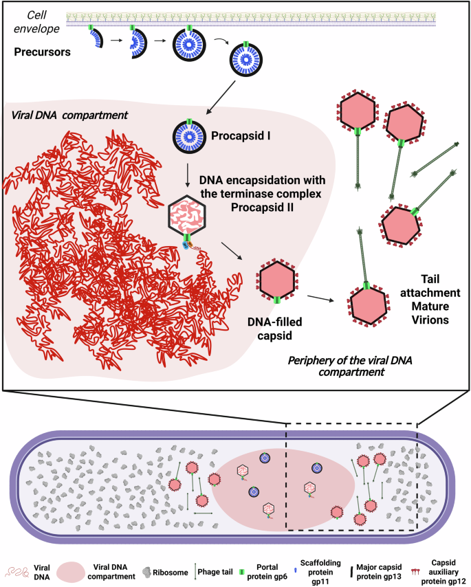 Fig. 6: SPP1-induced spatial compartmentalization of viral particle assembly in the B. subtilis host cell.