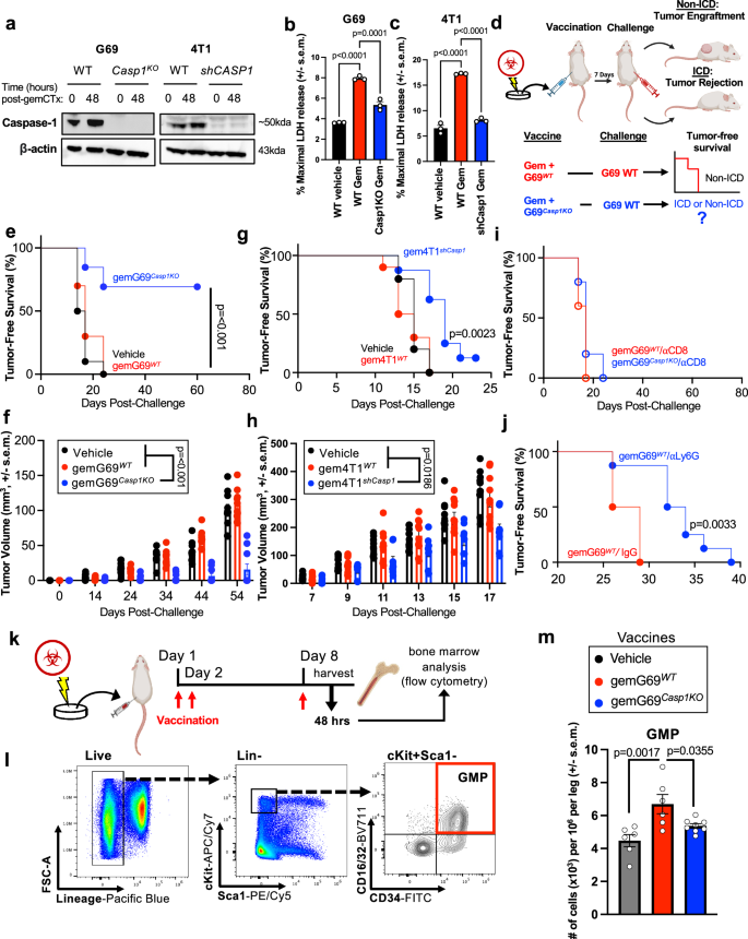 Fig. 2: epiCaspase-1 suppresses immunogenic cell death and promotes granulocyte-monocyte progenitors distally in the bone marrow.